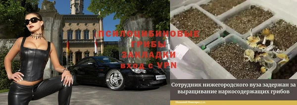 прущие грибы Новокубанск
