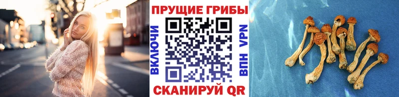 Псилоцибиновые грибы Psilocybe  купить  цена  МЕГА как войти  Фёдоровский 